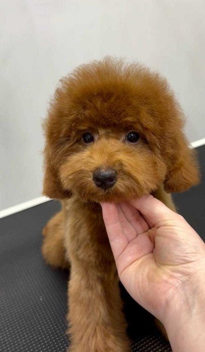 Пудель той дівчинка, red КСУ 3 місяці