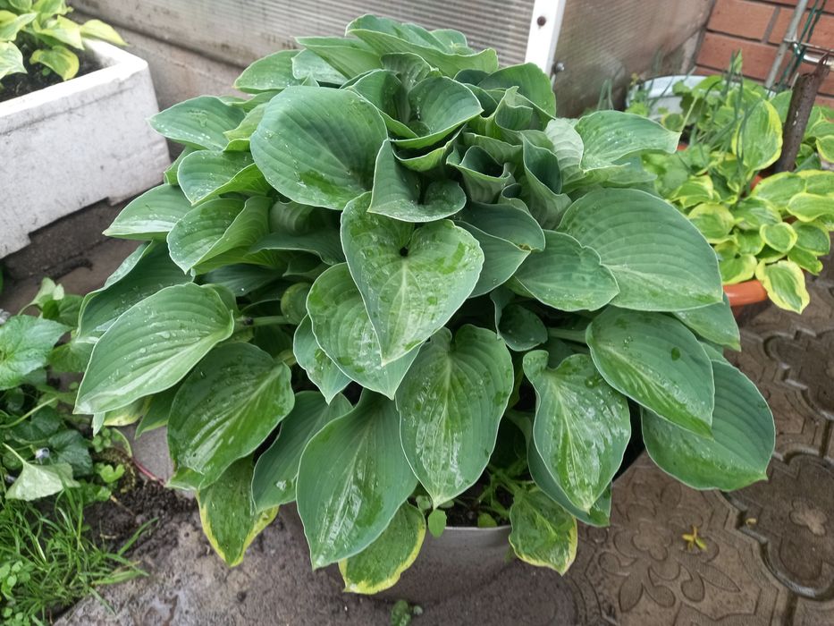 Хоста, гейхера, фиалка мотыльковая, морозник