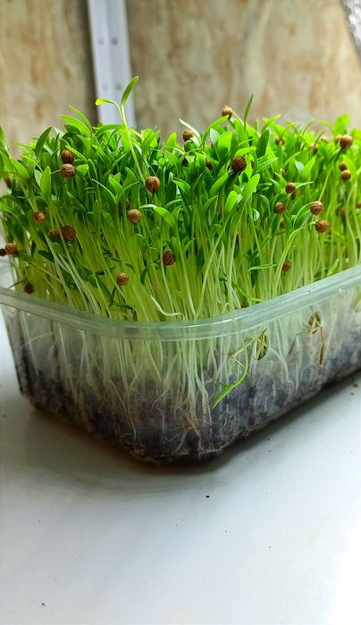 Нові ягідні лоточки, також можна вирощувати мікро зелень