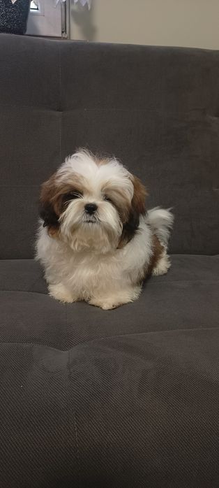 Shih tzu, suczka, komplet szczepień