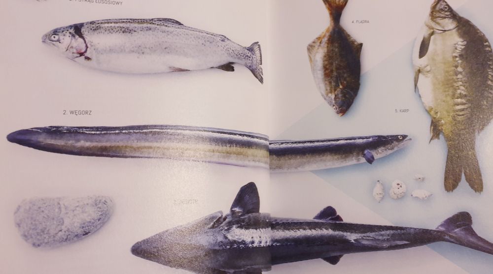 Ryby są super, Okrasa, Wellman