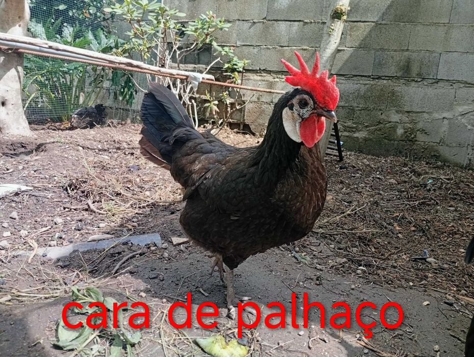 ovos galados de Jersey Gigante e de Cara de Palhaço