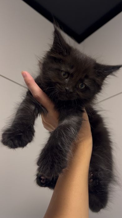 Чорні хлопці мейнкун