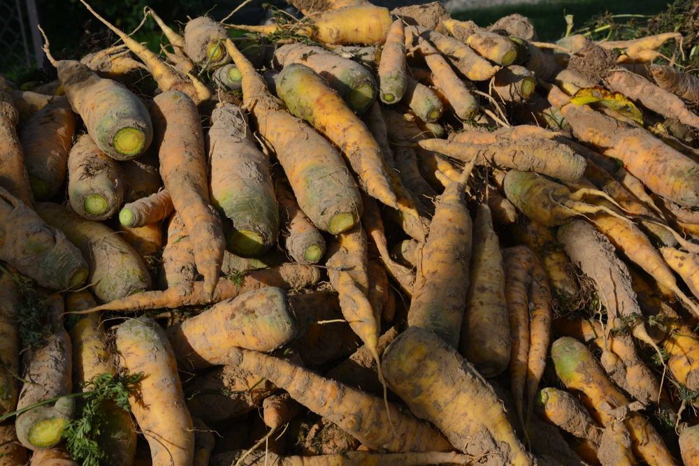 Marchew Pastewna Żółta