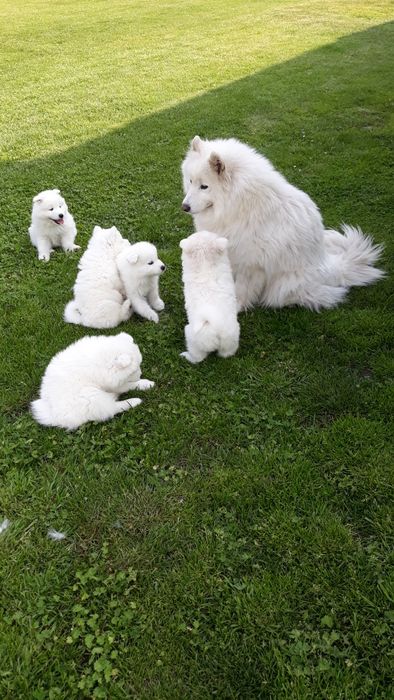 Samoyed śliczna suczka