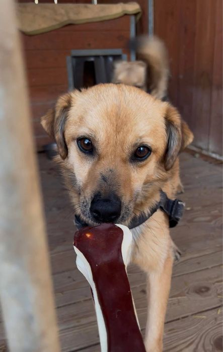 Zaginął pies Homerek