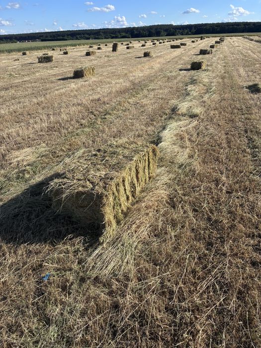 Продам сіно люцерни в тюках
