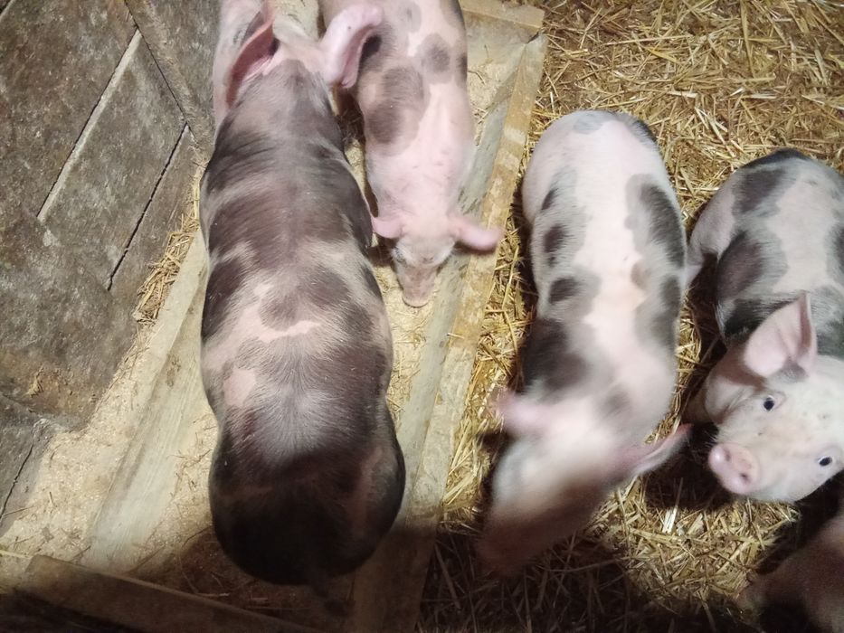 Продам поросят дюрок,