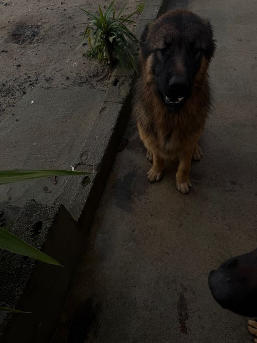 Adoção Pastor alemão macho