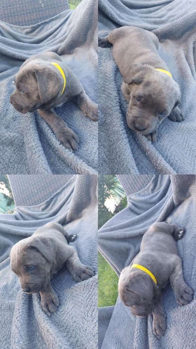 Cane Corso błękit,   Pregowany,  beżowy