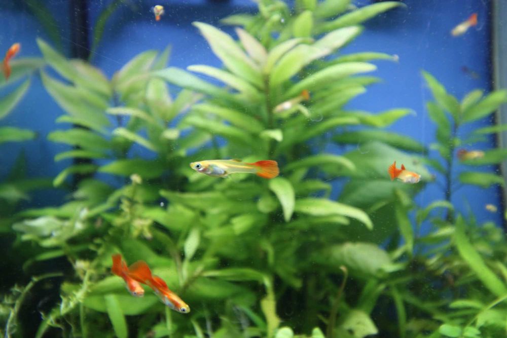 Guppies Red Blonde puros