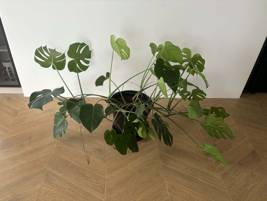 Monstera 150cm - piękna