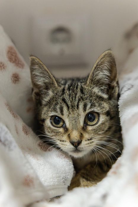 Gatinhas bebés para adoção responsável