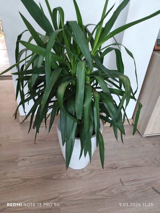 Jukka gwatemalska (Yucca elephantipes) – 110–120 cm