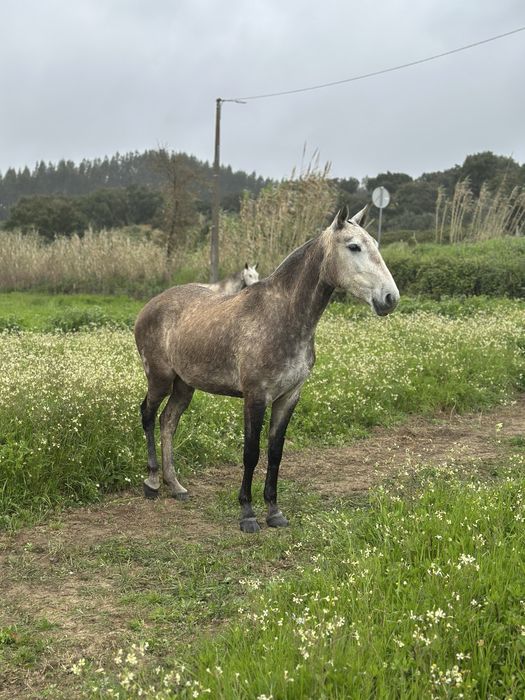 Poldra Lusitana com 3 anos