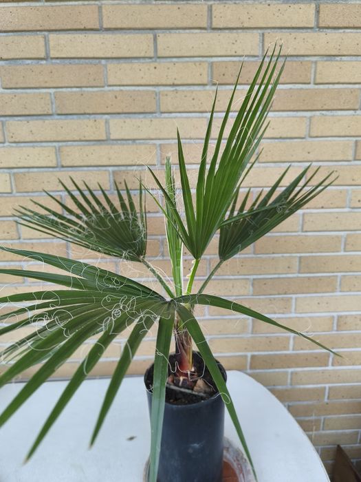Palmeira de leque em vaso