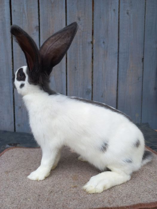 Німецький строкач