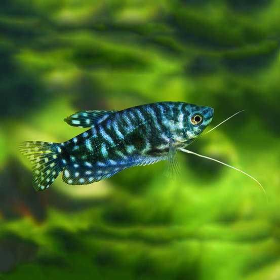 Gurami marmurkowy - Gurami marmurkowe - Gurami niebieskie
