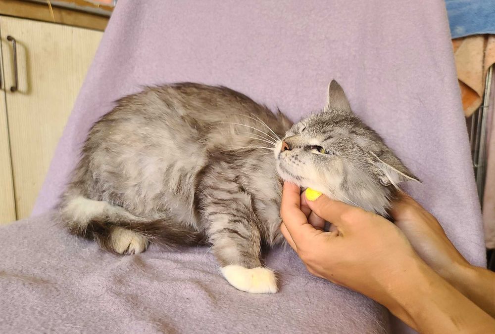 Бася — нежная кошка, которой нужен дом! (2,5 года, стерилизована)