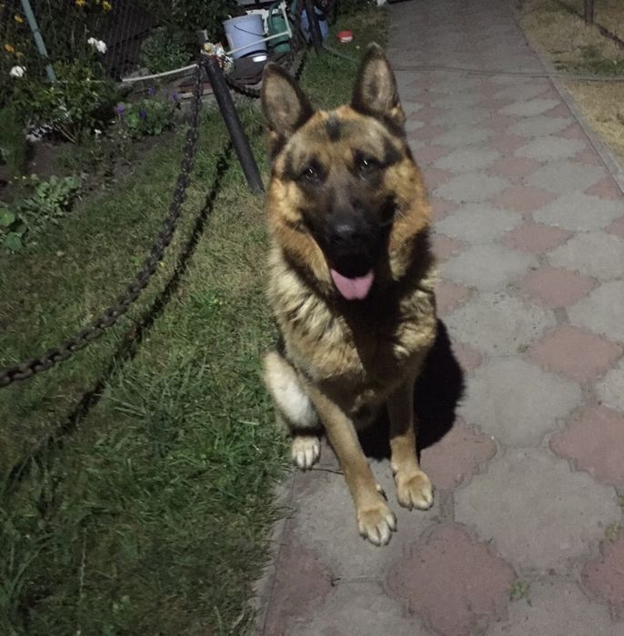 Вязка собаки