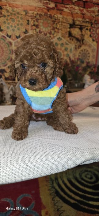 Pudel toy dziewczynka  odbiór 10 stycznia  2026