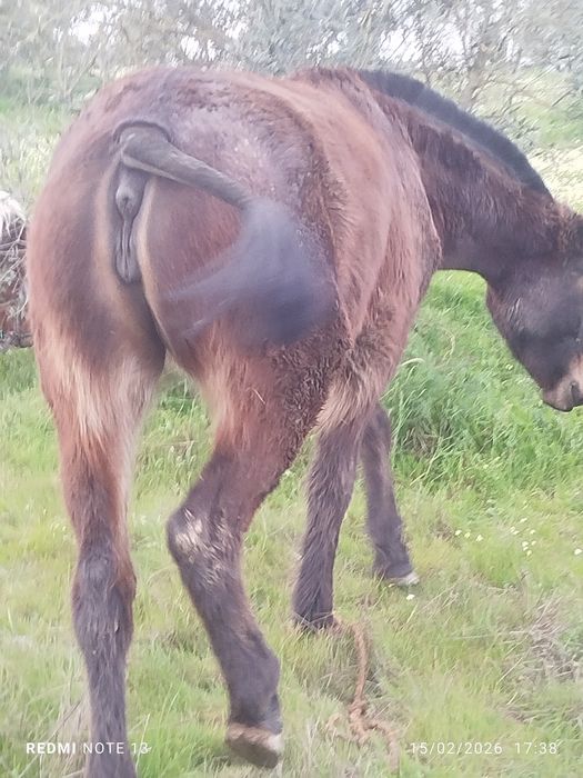 Potra berton mansa de maneio