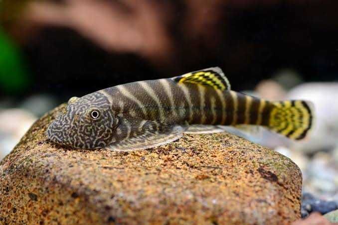 Cudaczek Borneo - Gastromyzon viriosus