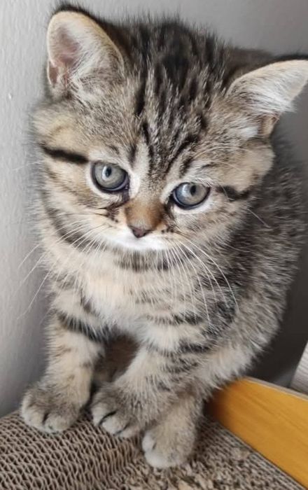 Шотландский котёнок мальчик
