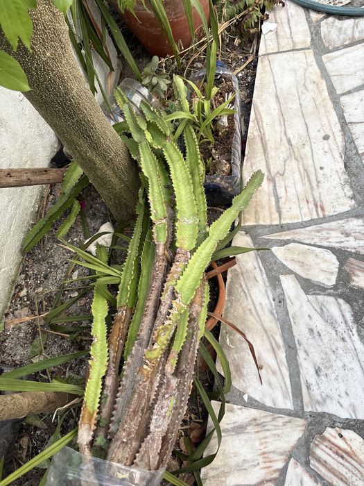 Plantas para dar