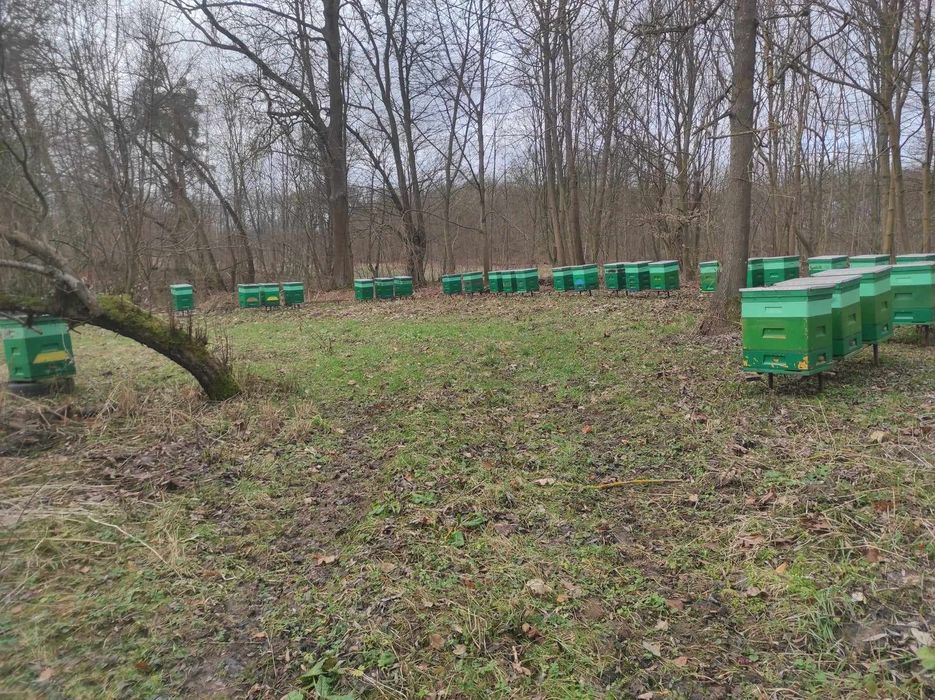 Odkłady pszczele