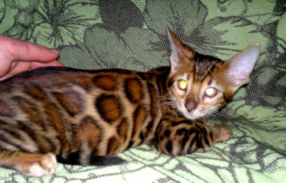 Ексклюзивний BENn24 червоний бенгальський хлопчик