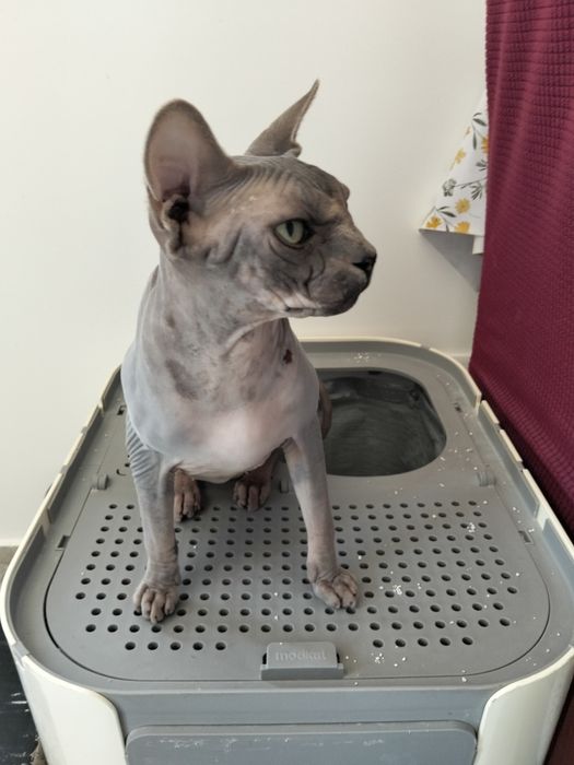 Gatos Sphynx para Venda – Elegância e Personalidade Única!