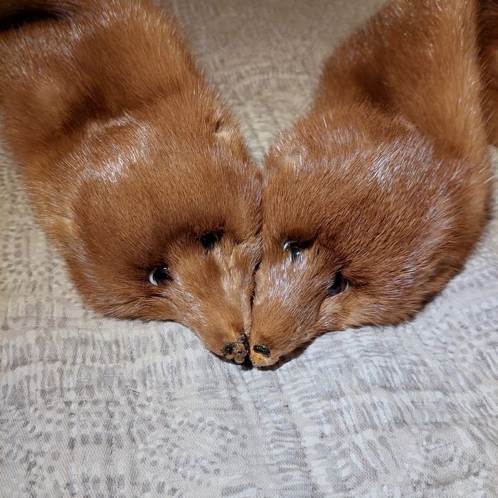 Estola de raposa muito bela