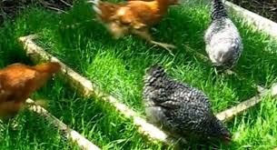 Кури несушки! Безкоштовна доставка