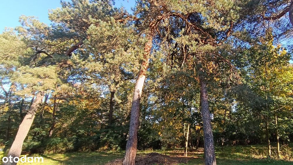 Działka budowlana 2229 m² przy lesie, 8 min od A2 – Dzierzgówek - Widok 3