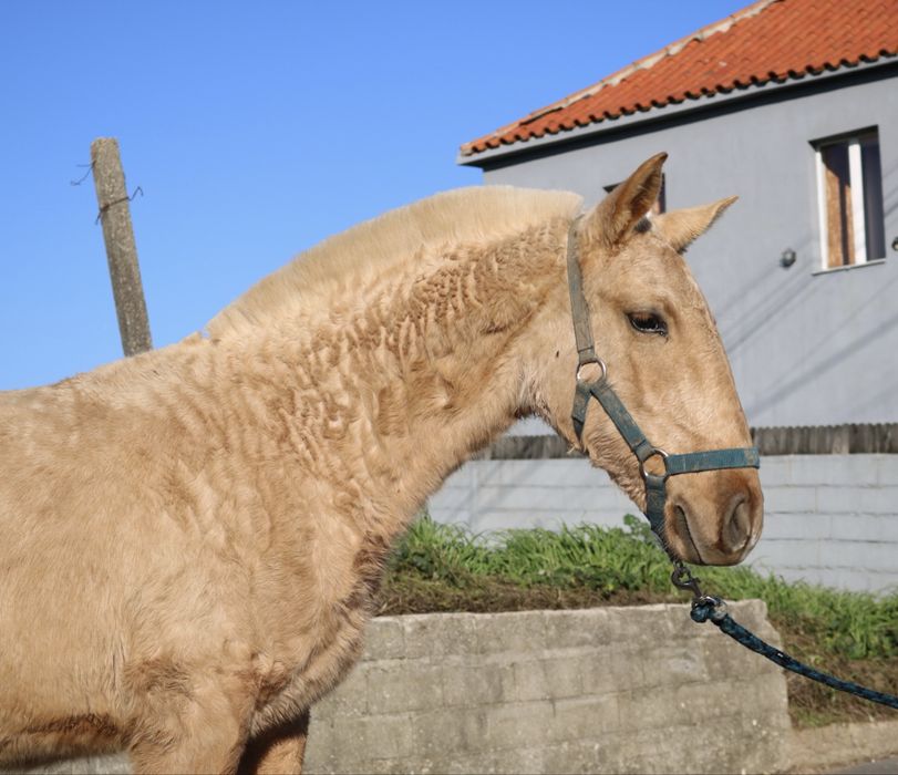 **poldra palomina lusitana 6 meses **