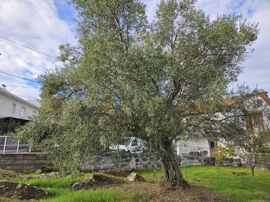 Lote para casa, jardim e quintal com canastro