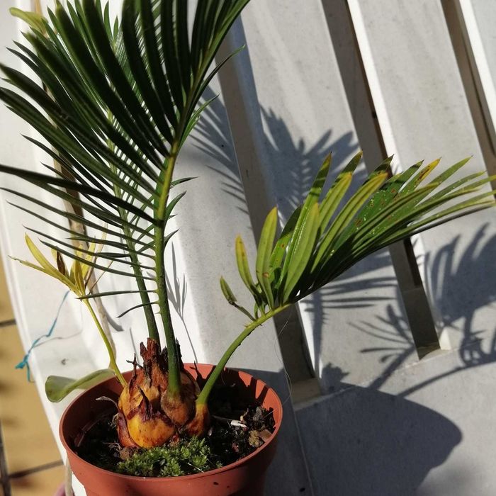 Sica planta de jardim