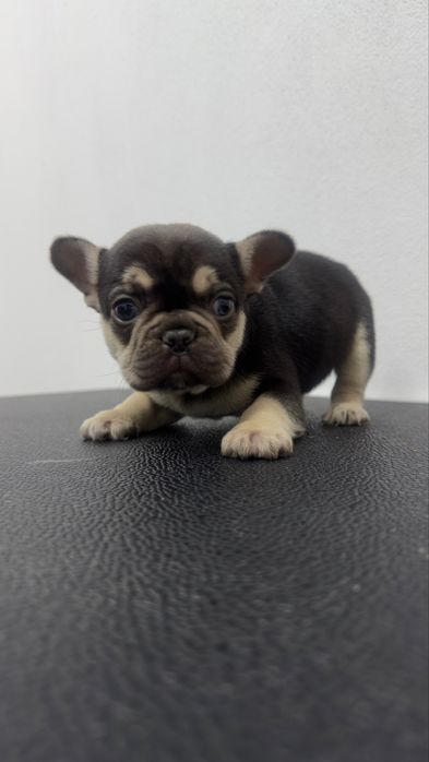Bulldog frances exelente exemplar