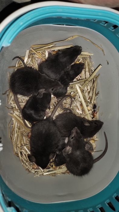 Криси Продам терміново Дамбо чорні , бежеві, руди.