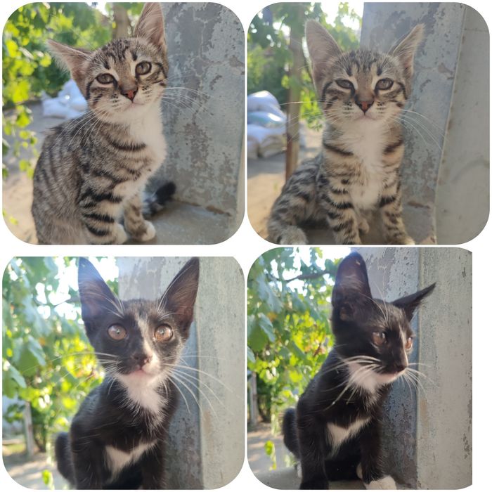 Отдам котят в хорошие руки.