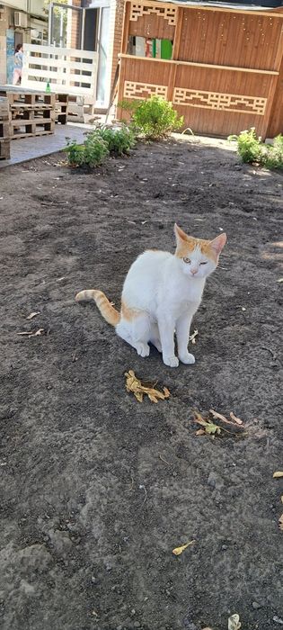 Отдам рыже-белую кошку, выбросили у метро