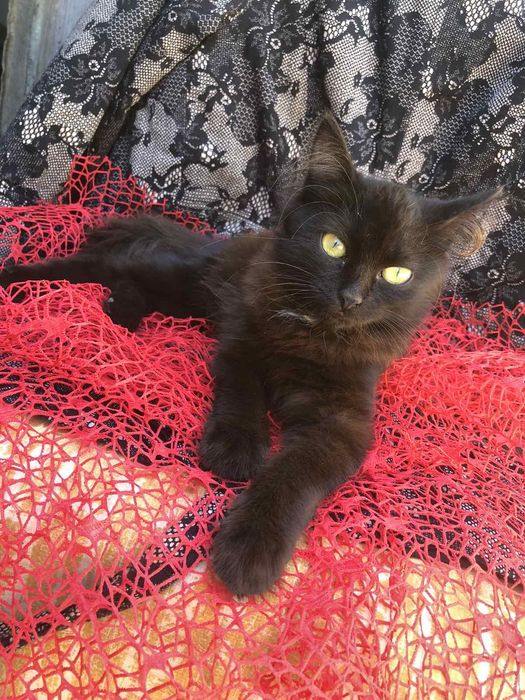 Кошечка необычного окраса