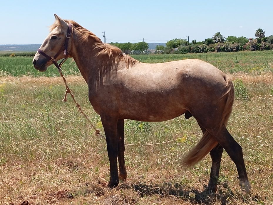 Poldros para venda