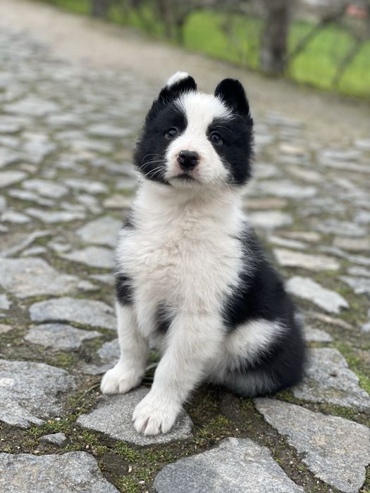 Border Collie TOP