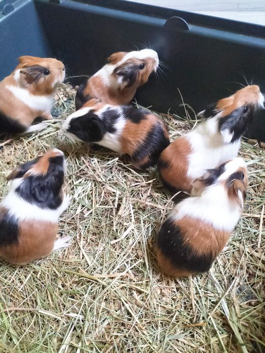 Sprzedam młode świnki morskie