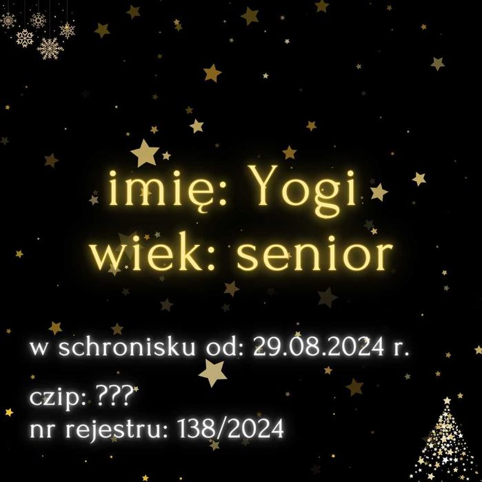 List do Św. Mikołaja – bezdomny kot YOGI / Olsztyn