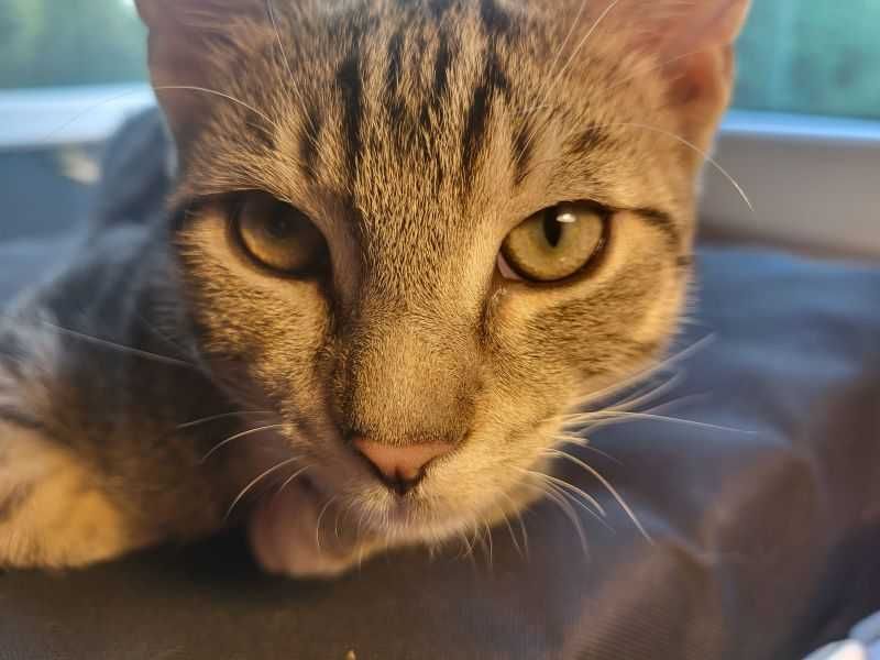 Teodor - uroczy buras poleca się do adopcji