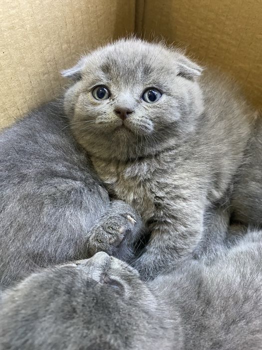 Шотланський красунчик хлопчик