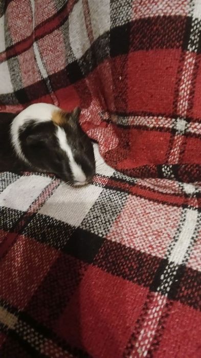 Морські свинки безкоштовно